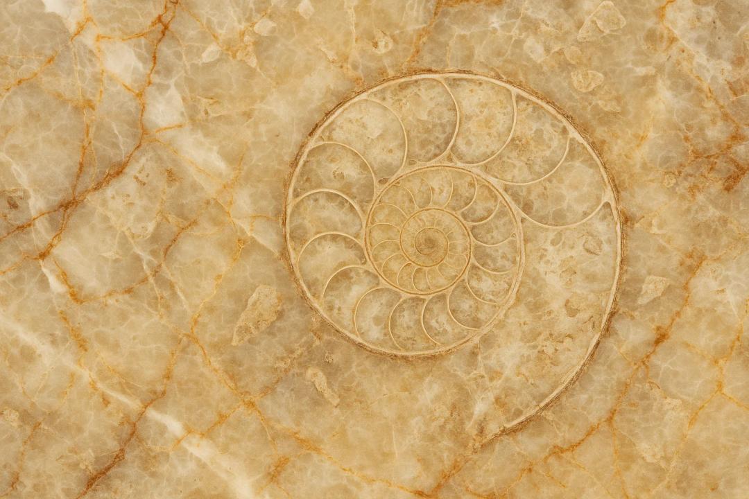 آیا در سنگ مرمر فسیل وجود دارد؟ + بررسی کامل سنگ مرمر فسیل دار